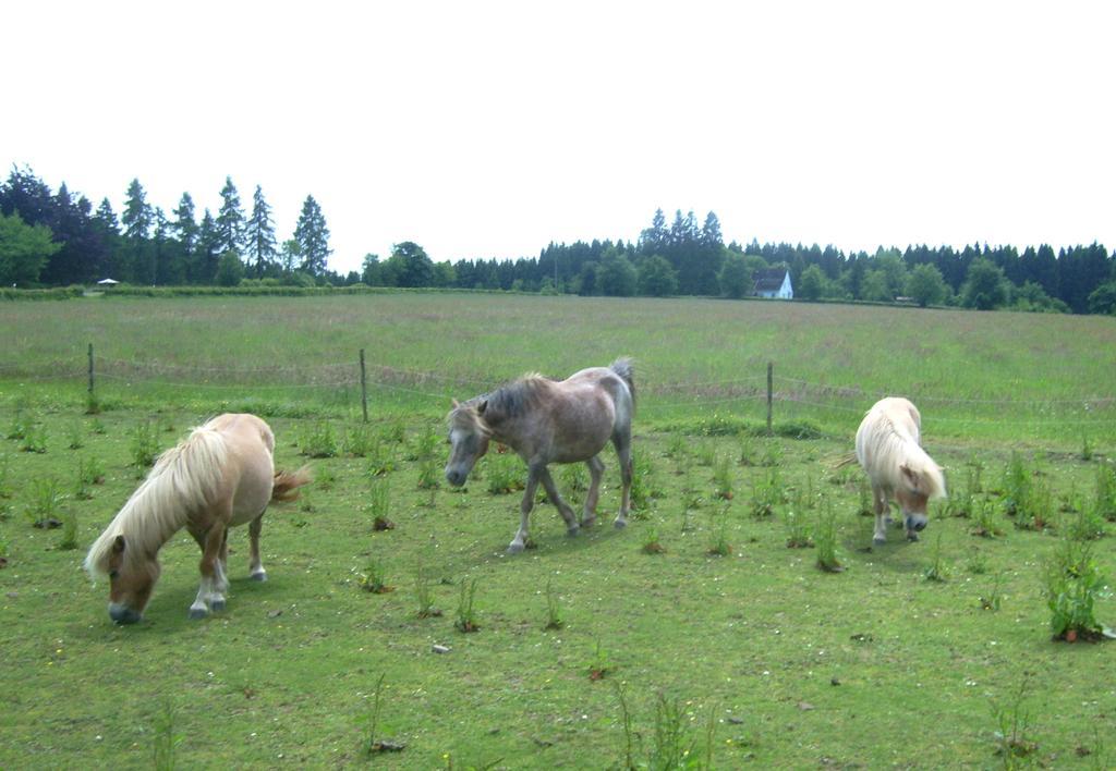 Heidehof Hellenthal别墅 外观 照片